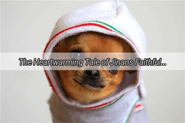 The Heartwarming Tale of Jinans Faithful Hachi The RealLife Lassie That Captivated a City